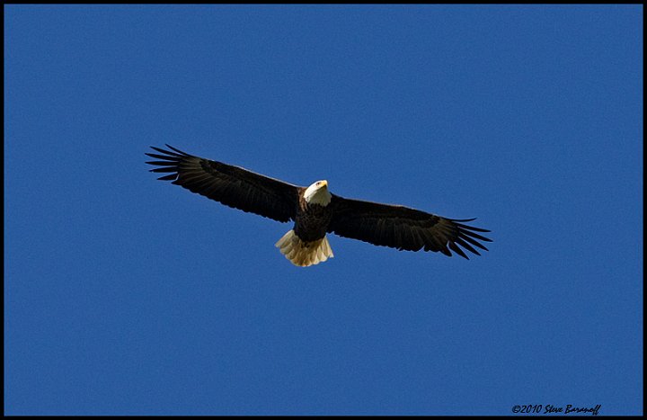 _0SB7930 american bald eagle.jpg
